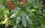 Fatsia japonica